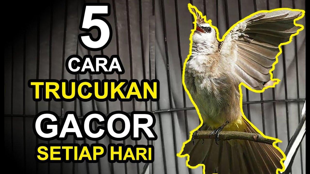 Daftar Gacor Terjitu: Tips Jitu agar Burung Anda Cepat Gacor