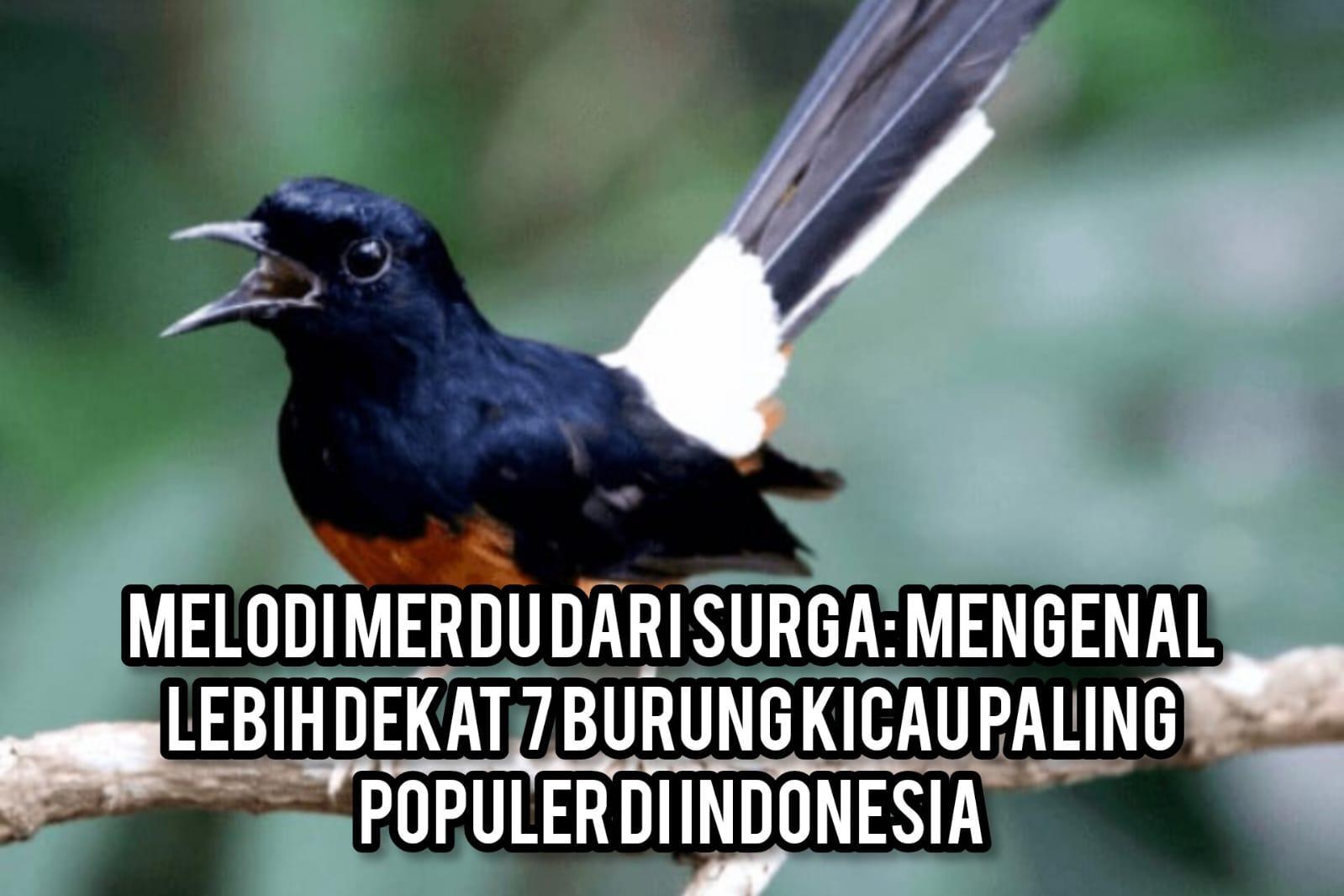 Daftar Gacor Populer: Tips Berhasil Menjadi Burung Kicau Andalan