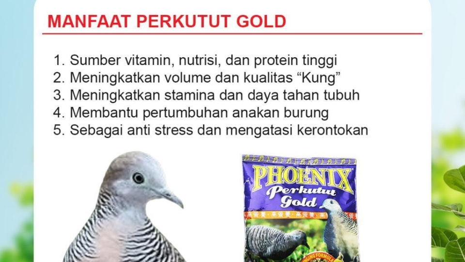 Daftar Gacor Terjitu: Tips untuk Burung Agar Lebih Berkicau