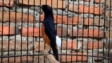 Daftar Gacor Terjamin: Tips dan Trik untuk Suara Burung Menjadi Gacor