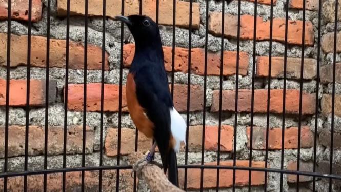 Daftar Gacor Terjamin: Tips dan Trik untuk Suara Burung Menjadi Gacor