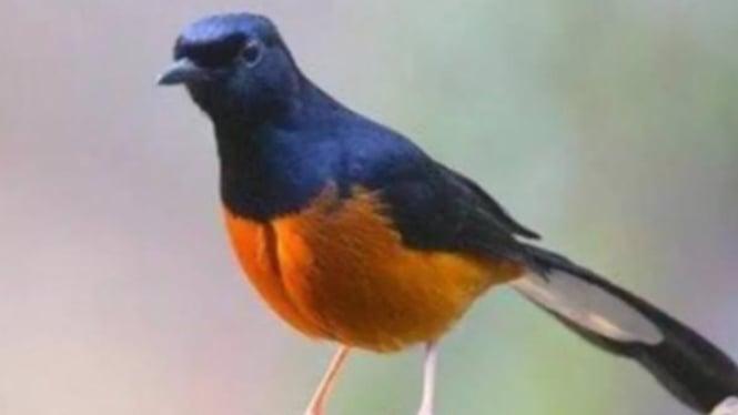 Daftar Gacor Terjamin: Tips dan Trik untuk Suara Burung Menjadi Gacor